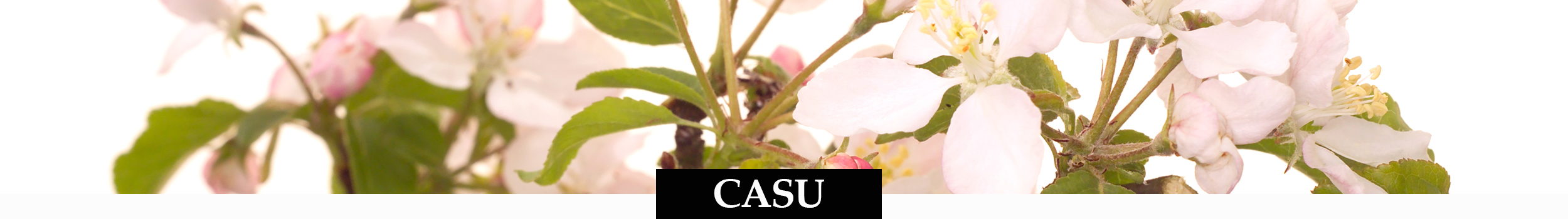 CASU Shoppen
